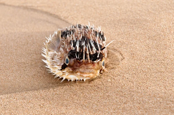 Мертвая Рыба Берегу Тропического Пляжа — стоковое фото