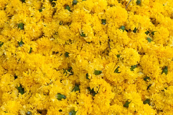 Coleção Flores Amarelas Floridas Frehly — Fotografia de Stock