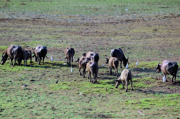 Duydum Bir Otlatma Sığır Yoğun Sahada — Stok fotoğraf