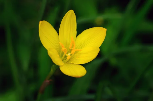 Beautiful Yellow Rain Lily Green Background — Stock Photo, Image