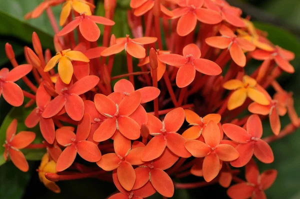 イクソラ満開の花の束の写真をクローズ アップ — ストック写真