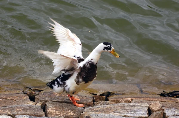Pato Pronto Para Voar Uma Lagoa Local — Fotografia de Stock