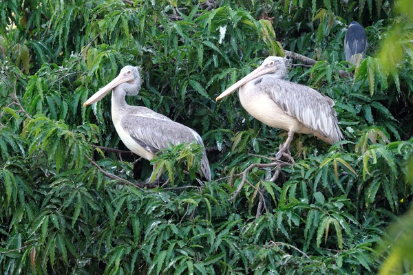 Dois Pelicanos Faturados Topo Uma Árvore — Fotografia de Stock
