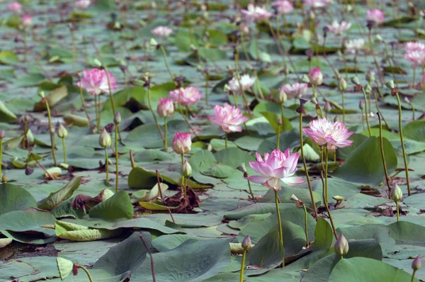 ピンク ロータス Flowerat 満開の池 — ストック写真
