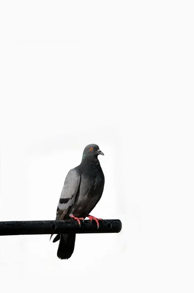 Een Grijs Rock Pigeon Isplated Witte Achtergrond — Stockfoto