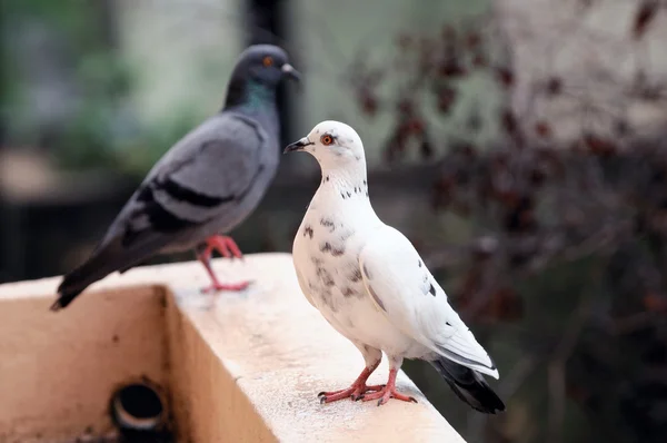 백색과 반대편에 어두운 비둘기 — 스톡 사진