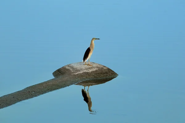 Indian Pond Heron — Stock Photo, Image