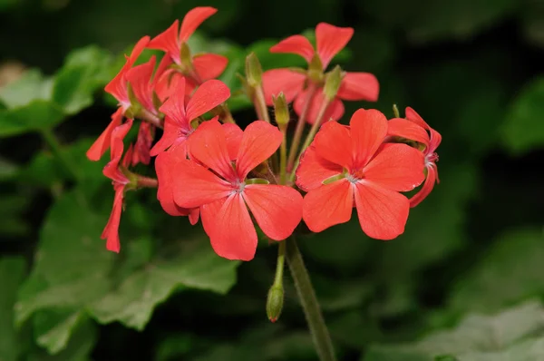Flores Vermelhas Periwinkle Plena Floração Durante Temporada Verão — Fotografia de Stock