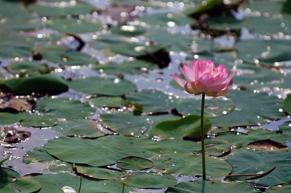 Lotosový Květ Plném Květu Místním Rybníku — Stock fotografie
