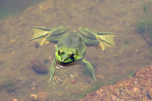 Зеленая Лягушка Плавает Воде — стоковое фото