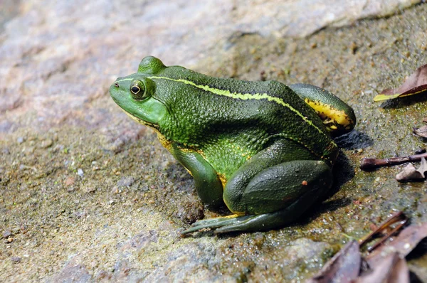 Zielona żaba — Zdjęcie stockowe