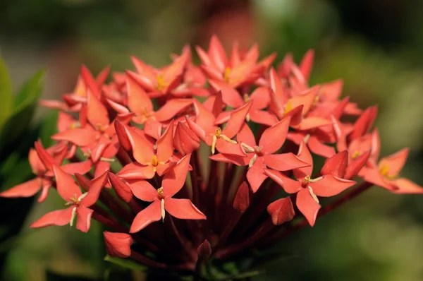満開時赤イクソラ花の束 — ストック写真