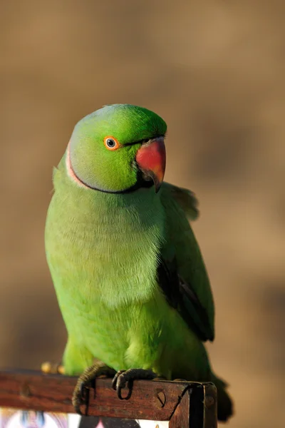 Zbliżenie Zielonej Papugi — Zdjęcie stockowe