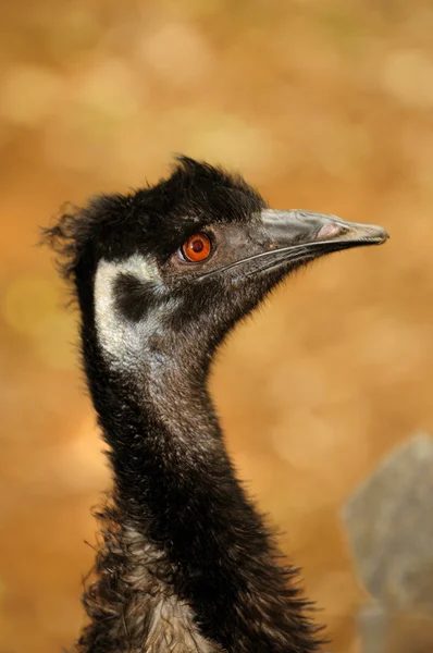 Head Shot Ostrich Local Zoo — Stock Photo, Image