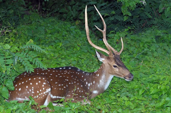 Spotted Deer — Stock Photo, Image