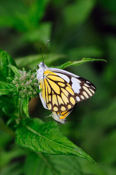 Dwie Piękne Żółte Motyle Krycia Lokalnych Ogród — Zdjęcie stockowe