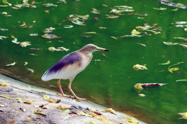印度池鹭 — 图库照片