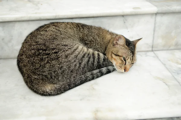 귀여운 고양이 현관에서 나머지를 — 스톡 사진