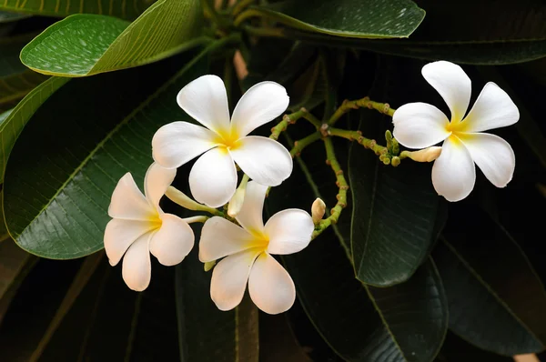 Kwiat Biały Frangipani Pełnym Rozkwicie Okresie Letnim — Zdjęcie stockowe