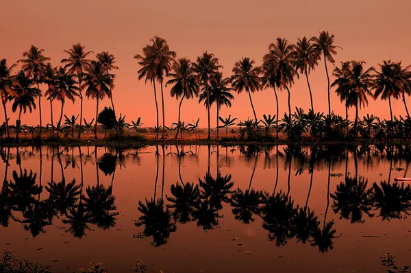 Ряд Пальм Керале Юге Индии — стоковое фото