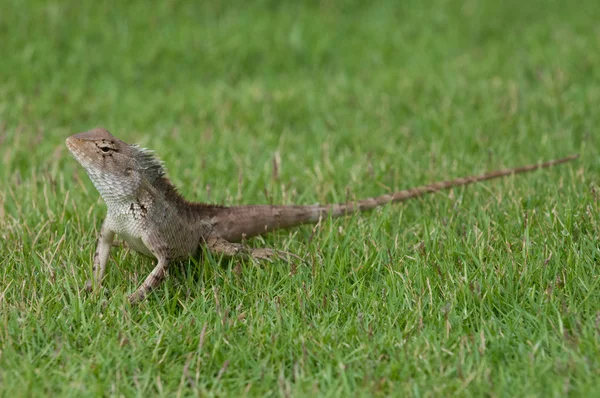 Ogród Jaszczurka Spacerując Trawie — Zdjęcie stockowe