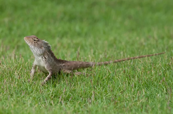 Jaszczurka ogród — Zdjęcie stockowe