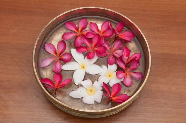 Frangipani