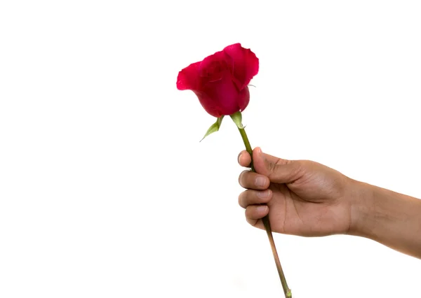 Hand Som Håller Ros Som Symbol För Kärlek — Stockfoto