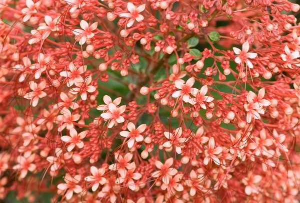 Clerodendrum Paniculatum Blommor Vid Full Blomma Fröjd — Stockfoto