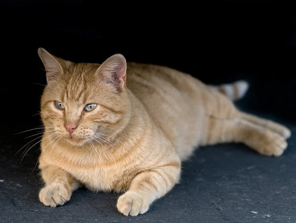 Gato Vadio Sentado Depois Uma Refeição Saudável — Fotografia de Stock