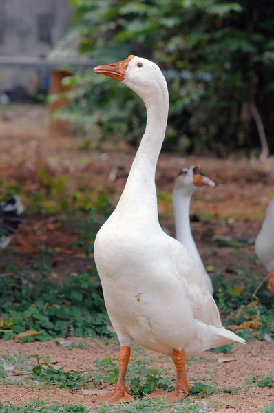 Duck Standing Tall Looking Very Scared — Stock Photo, Image