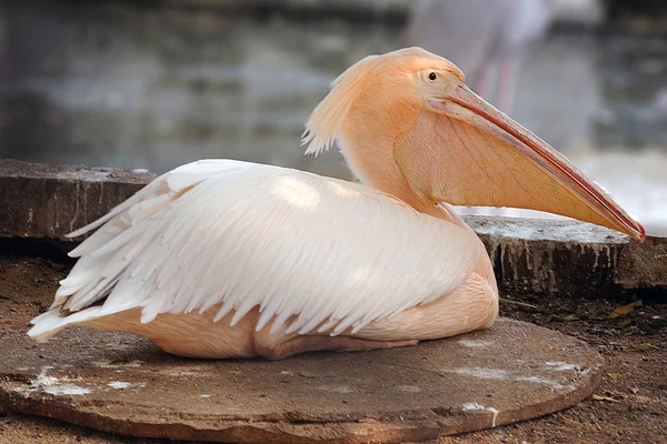 Big Rosy Pelican Sitting Silently Local Zoo — Stock Photo, Image
