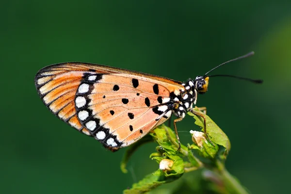 Beautiful Tawny Coaster Butterfly Perching Plant — Stock Photo, Image
