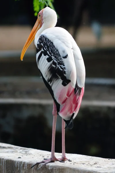 Beautiful Painted Stork Local Zoo Undetr Captive — Stock Photo, Image
