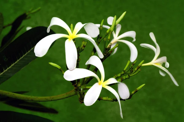 Frangipani Flower — Stock Photo, Image