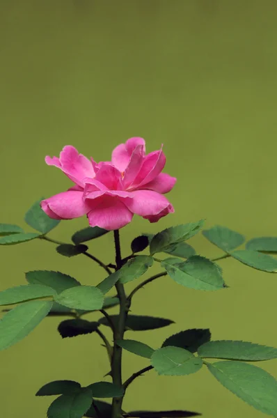 Eine Schöne Rosa Rose Auf Grünem Natürlichen Hintergrund — Stockfoto