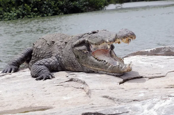 Gigantyczny Krokodyl Otwarcie Jej Szeroko Otwarte Usta — Zdjęcie stockowe