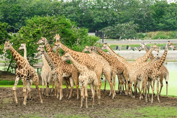 stock image Giraffee