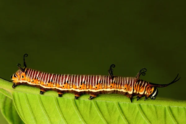 Beautiful Caterpillar Crawling Green Leaf — Stock Photo, Image