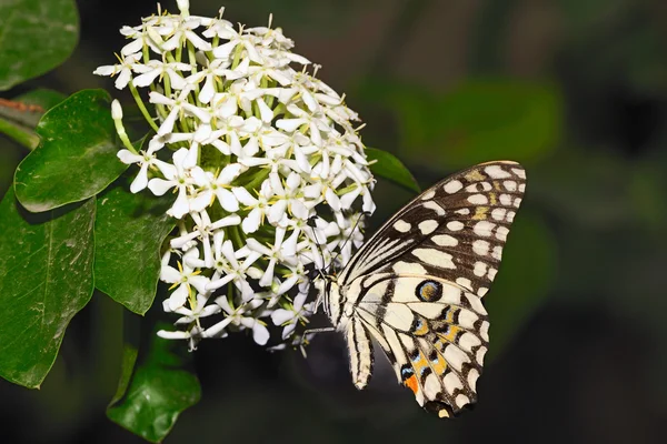 stock image A beautiful lime butterfly against a green background