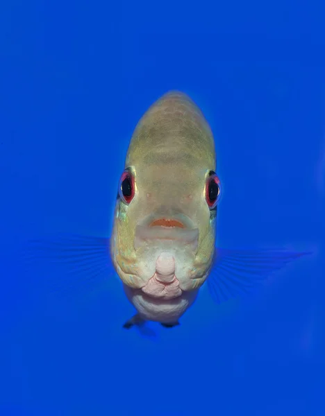カメラをまっすぐ見て大きな魚 — ストック写真