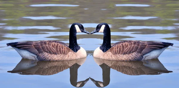 Two Canadian Geese Forming Heart Shape — Stock Photo, Image