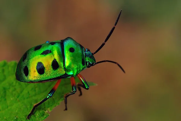 Jewel Bug Commonly Found Tropical Continents — Stock Photo, Image