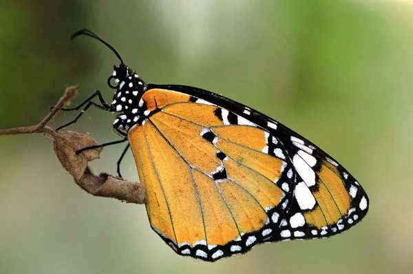 Beautiful Butterfly Perching Tree Branch — 图库照片