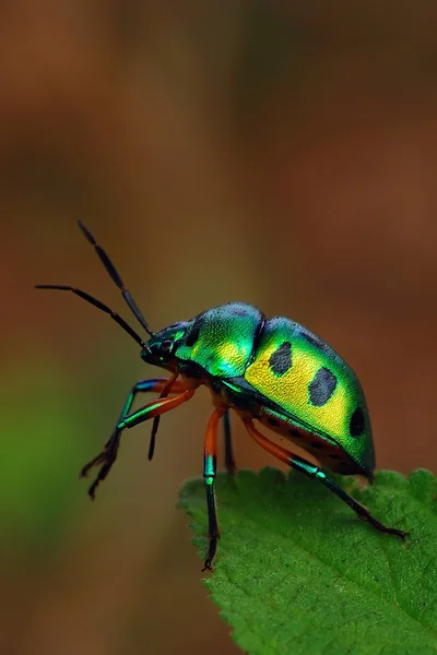 Jewel Bug — Stock Photo, Image