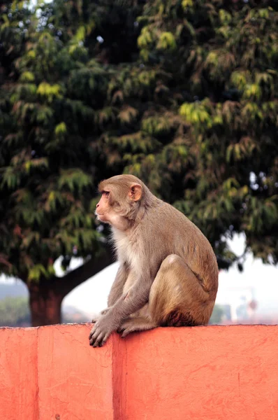 Ein Verängstigter Affe Der Auf Der Mauer Sitzt Und Bereit — Stockfoto