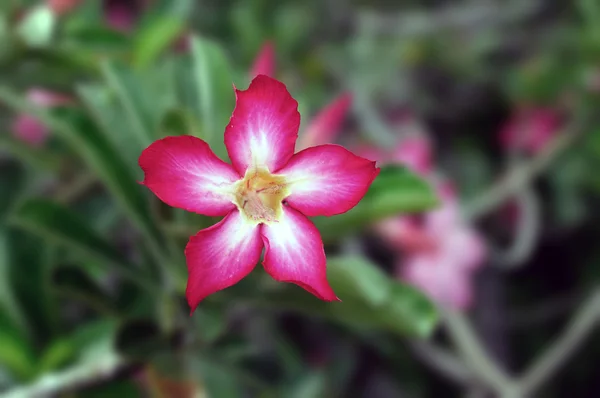 Ένα Όμορφο Και Πολύχρωμο Έρημο Τριαντάφυλλο Απομονωμένη Ένα Φυσικό Περιβάλλον — Φωτογραφία Αρχείου