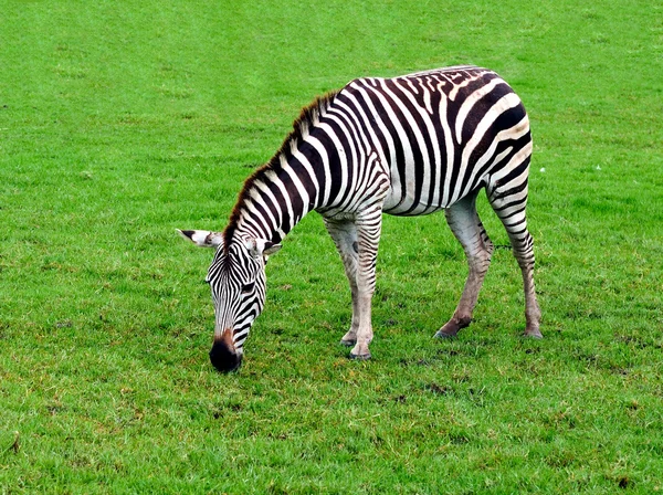 Zebra — Stockfoto