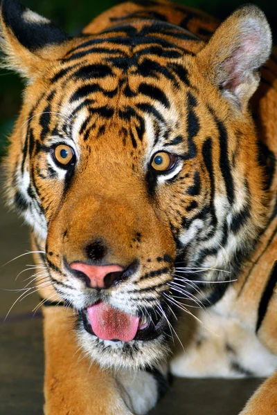Closeup Photo Tiger Local Zoo — Stock Photo, Image