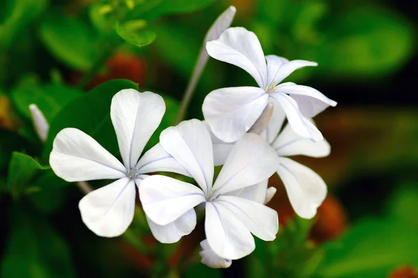 Eine Reihe Schöner Weißer Immergrün Blüten — Stockfoto